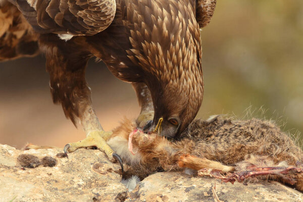 hunting golden eagle