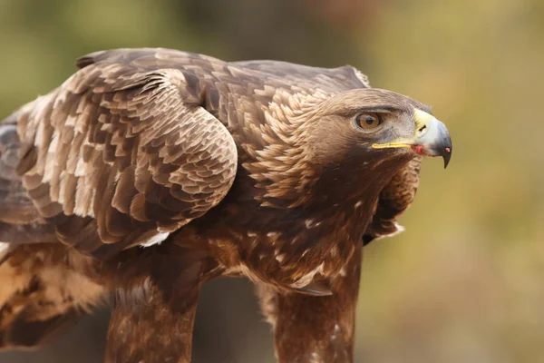 Hunting golden eagle — Stock Photo, Image