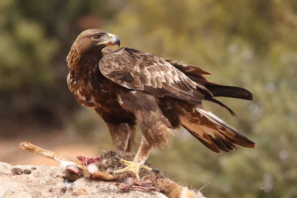 Caça águia dourada — Fotografia de Stock