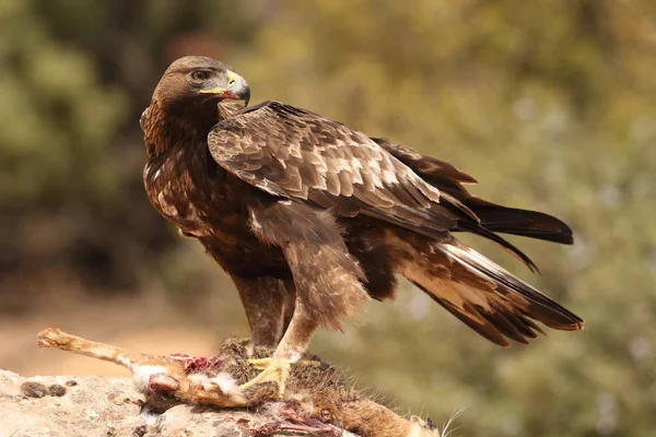 hunting golden eagle