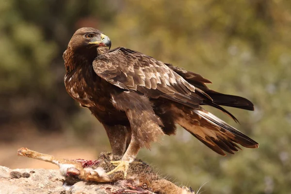 Hunting golden eagle — Stock Photo, Image