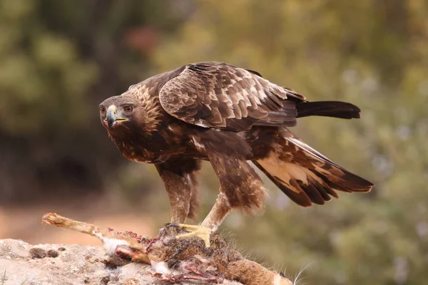 Hunting golden eagle — Stock Photo, Image