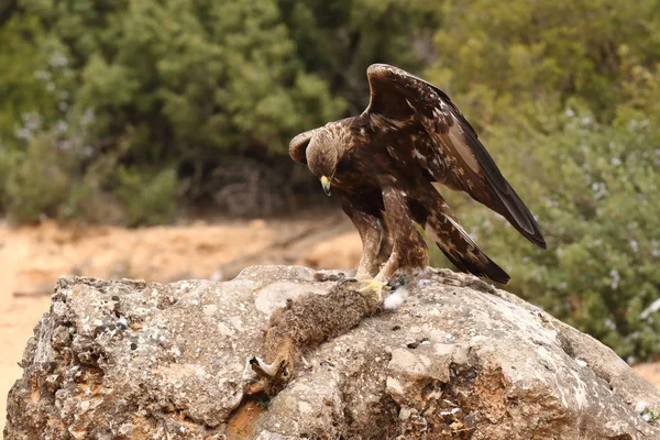 Hunting golden eagle — Stock Photo, Image