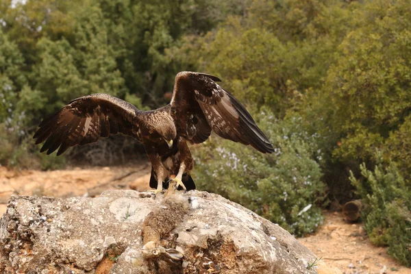 Jagd auf Steinadler — Stockfoto