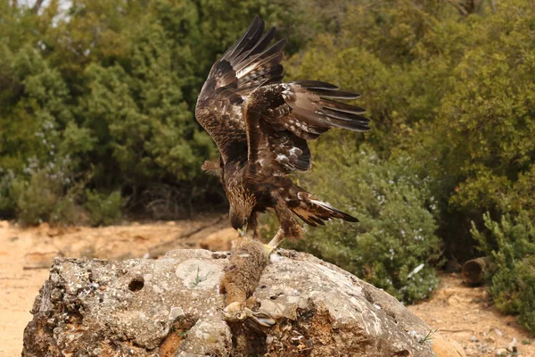 Jakt golden eagle — Stockfoto