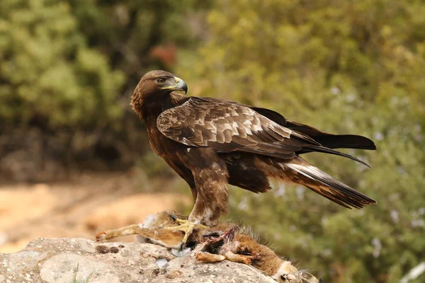 Jakt golden eagle — Stockfoto