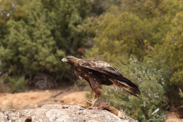 hunting golden eagle