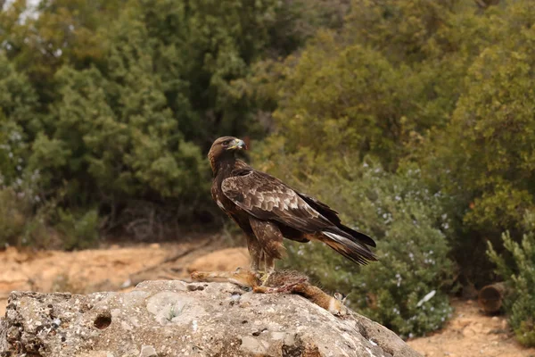 Jagd auf Steinadler — Stockfoto