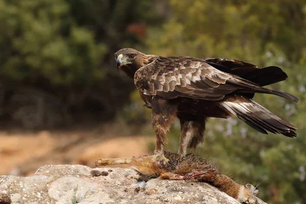 Jakt golden eagle — Stockfoto