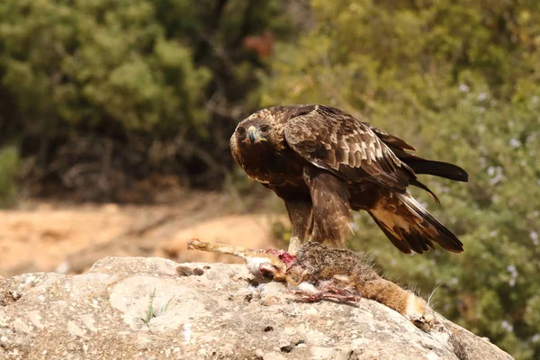 Jakt golden eagle — Stockfoto