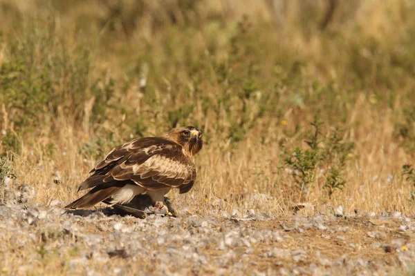 Hunting booted eagle — Stock Photo, Image