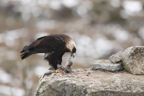 Spanish imperial eagle — Stock Photo, Image