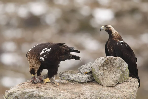 Spanish imperial eagle — Stock Photo, Image