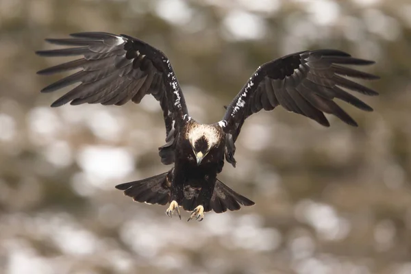 Spanish imperial eagle — Stock Photo, Image