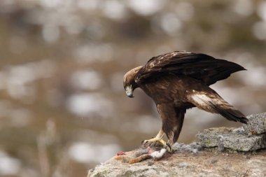 Kışın altın kartal