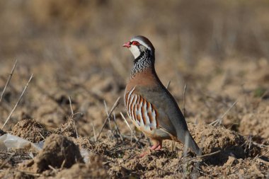 Kırmızı keklik - Alectoris rufa