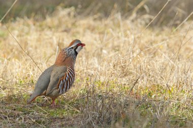Kırmızı keklik - Alectoris rufa