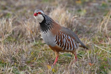 Kırmızı keklik - Alectoris rufa