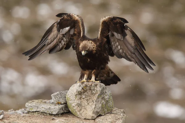 Golden eagle in winter — Stock Photo, Image