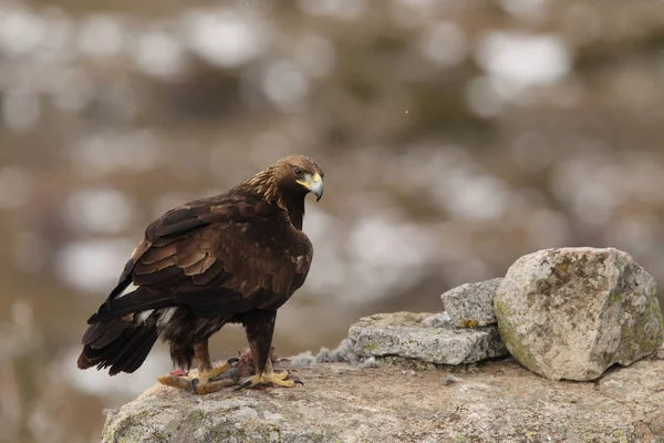 Golden eagle in Spain — Stock Photo, Image