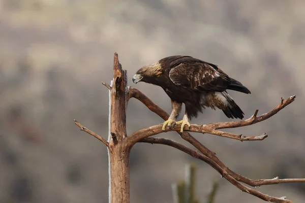 Golden eagle in Spain — Stock Photo, Image