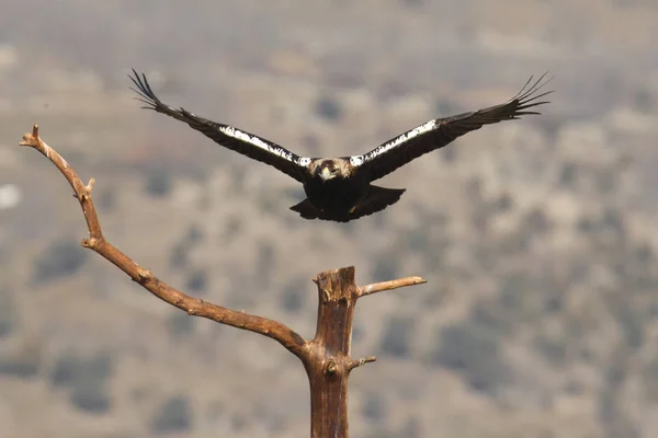 Spainsh imperial eagle — Stock Photo, Image