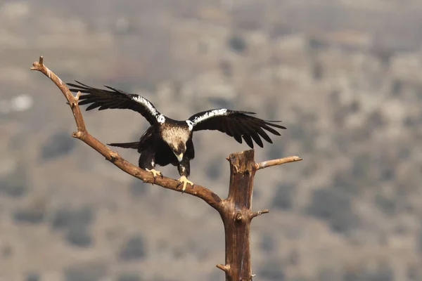 Spainsh imperial eagle — Stock Photo, Image