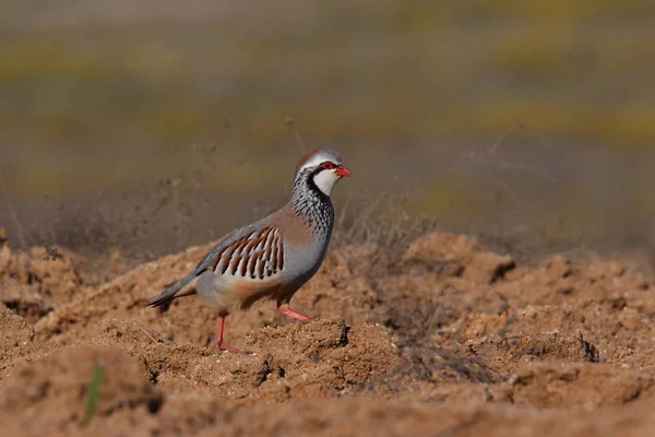 Perdiz roja - Alectoris rufa — Foto de Stock