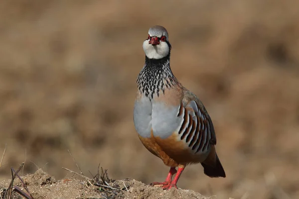 Perdiz roja - Alectoris rufa — Foto de Stock