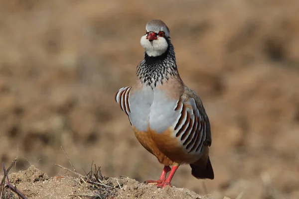 Perdiz roja - Alectoris rufa — Foto de Stock