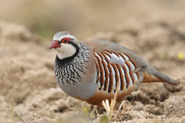 Perdiz roja - Alectoris rufa — Foto de Stock