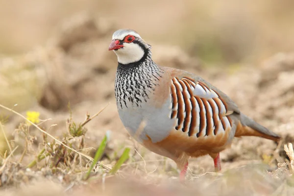 Perdiz roja - Alectoris rufa — Foto de Stock