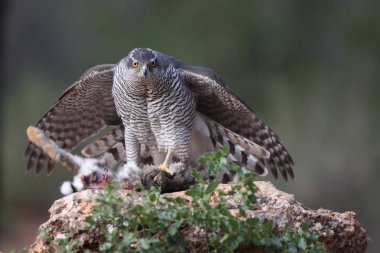 Avcılık Avrasya çakır kuşu