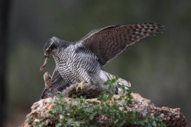 Avcılık Avrasya çakır kuşu