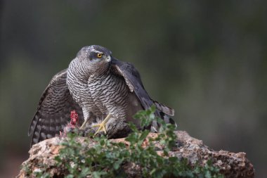 Avcılık Avrasya çakır kuşu