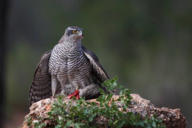 Avcılık Avrasya çakır kuşu