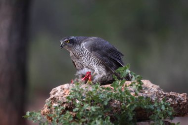 Avcılık Avrasya çakır kuşu