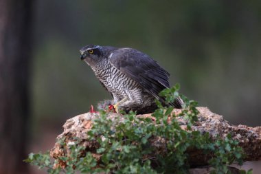 Avcılık Avrasya çakır kuşu