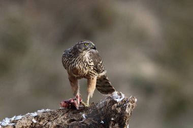 Avcılık Avrasya çakır kuşu
