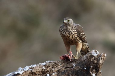 Avcılık Avrasya çakır kuşu