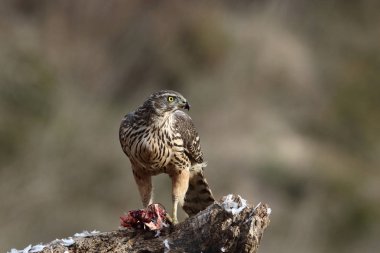 Avcılık Avrasya çakır kuşu