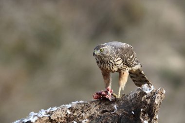 Avcılık Avrasya çakır kuşu