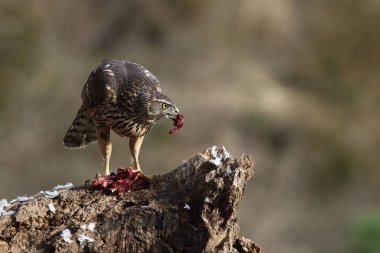 Avcılık Avrasya çakır kuşu
