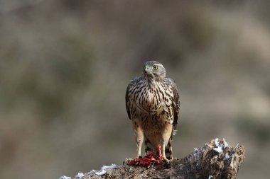 Avcılık Avrasya çakır kuşu