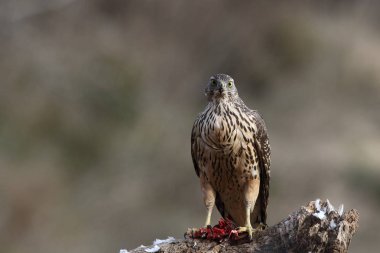 Avcılık Avrasya çakır kuşu