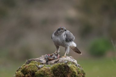 Avcılık Avrasya çakır kuşu