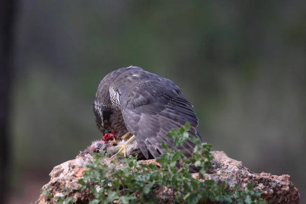 Caça eurasian goshawk — Fotografia de Stock