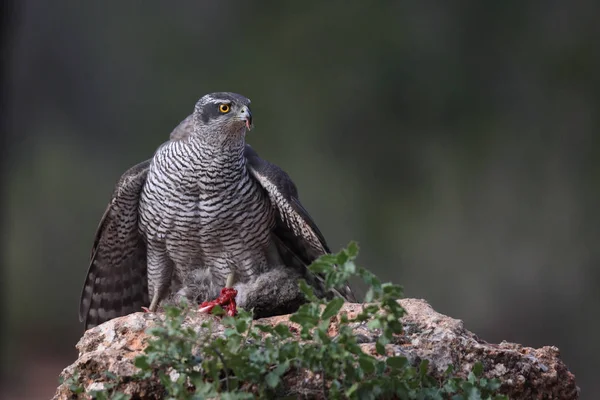 Caça eurasian goshawk — Fotografia de Stock