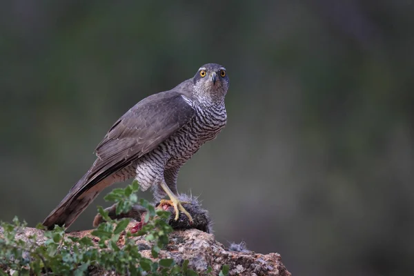 Lov euroasijské goshawk — Stock fotografie