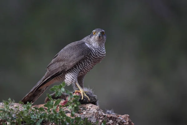 Jakt eurasiska duvhök — Stockfoto